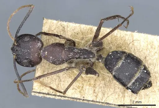 Camponotus congolensis specimen CASENT0905311 image casent0905311_1
