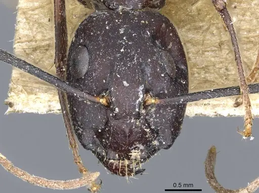 Camponotus congolensis specimen CASENT0905311 image casent0905311_2