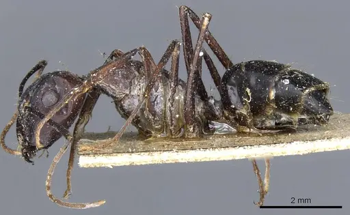 Camponotus congolensis specimen CASENT0905311 image casent0905311_3