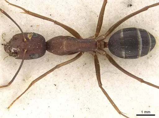Camponotus congolensis specimen CASENT0906920 image casent0906920_1