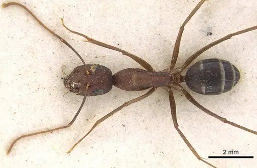 Camponotus congolensis specimen CASENT0906920 image casent0906920_2