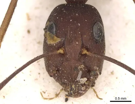 Camponotus congolensis specimen CASENT0906920 image casent0906920_3