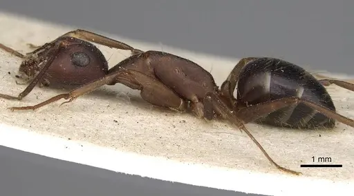 Camponotus congolensis specimen CASENT0906920 image casent0906920_4