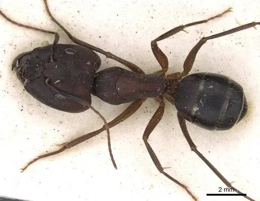 Camponotus congolensis specimen CASENT0906921 image casent0906921_1
