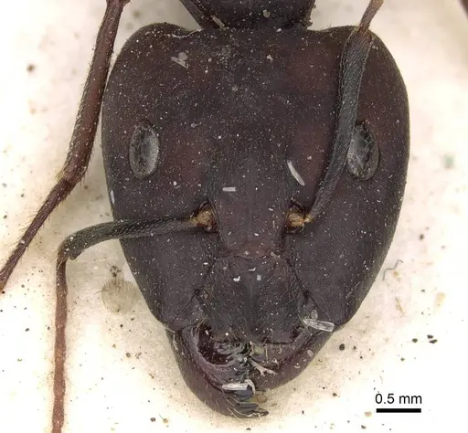 Camponotus congolensis specimen CASENT0906921 image casent0906921_2