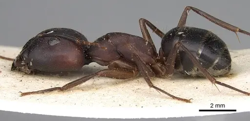 Camponotus congolensis specimen CASENT0906921 image casent0906921_3