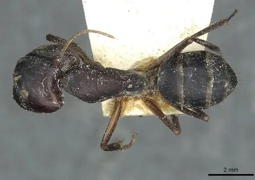 Camponotus congolensis specimen CASENT0911931 image casent0911931_1