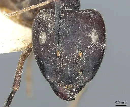 Camponotus congolensis specimen CASENT0911931 image casent0911931_2