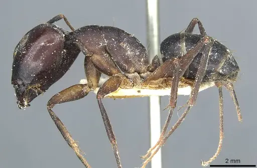 Camponotus congolensis specimen CASENT0911931 image casent0911931_3