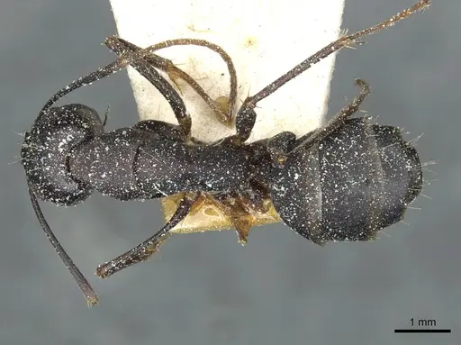 Camponotus congolensis specimen CASENT0911932 image casent0911932_1