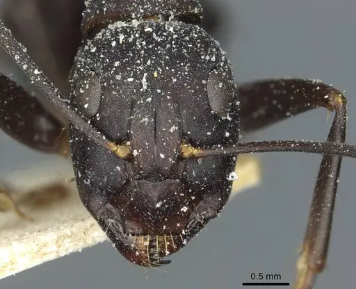 Camponotus congolensis specimen CASENT0911932 image casent0911932_2