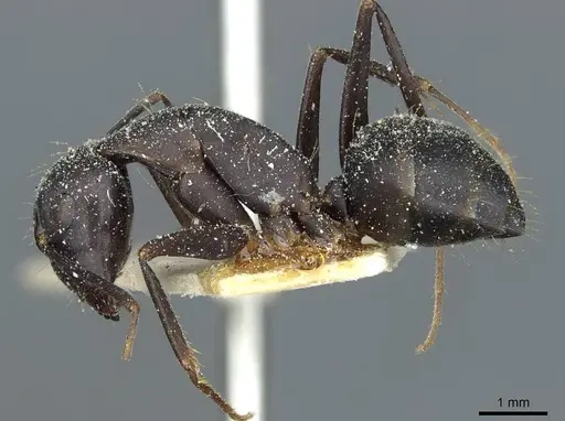 Camponotus congolensis specimen CASENT0911932 image casent0911932_3