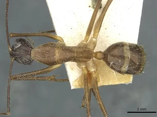 Camponotus coniceps specimen CASENT0911933 image casent0911933_1