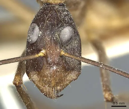 Camponotus coniceps specimen CASENT0911933 image casent0911933_2