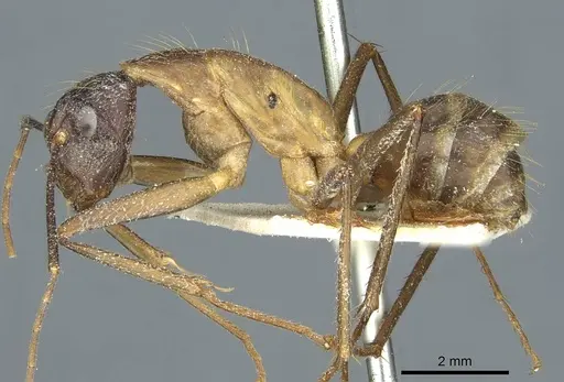 Camponotus coniceps specimen CASENT0911933 image casent0911933_4