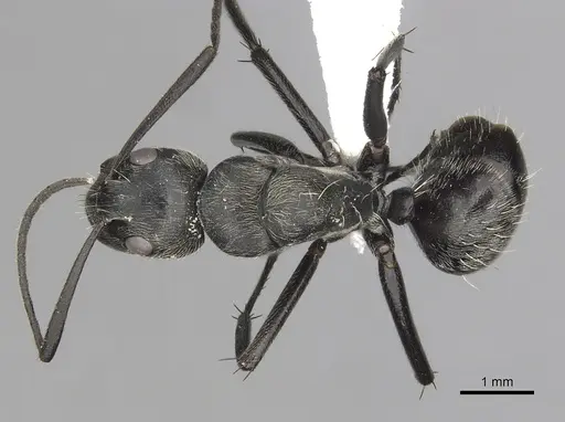 Camponotus conradti specimen CASENT0316948 image casent0316948_1