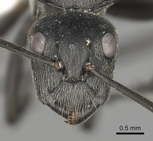 Camponotus conradti specimen CASENT0316948 image casent0316948_2