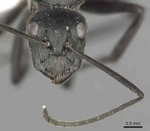 Camponotus conradti specimen CASENT0316948 image casent0316948_3
