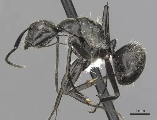 Camponotus conradti specimen CASENT0316948 image casent0316948_4
