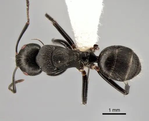 Camponotus conradti specimen CASENT0882027 image casent0882027_1