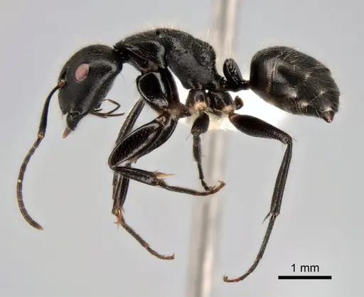 Camponotus conradti specimen CASENT0882027 image casent0882027_3