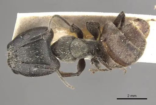 Camponotus conradti specimen CASENT0910565 image casent0910565_1
