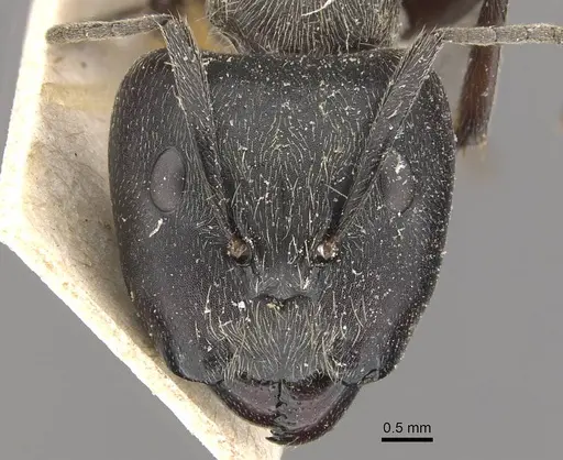 Camponotus conradti specimen CASENT0910565 image casent0910565_2