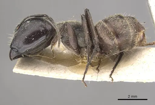 Camponotus conradti specimen CASENT0910565 image casent0910565_3