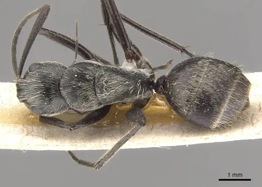 Camponotus conradti specimen CASENT0910566 image casent0910566_1