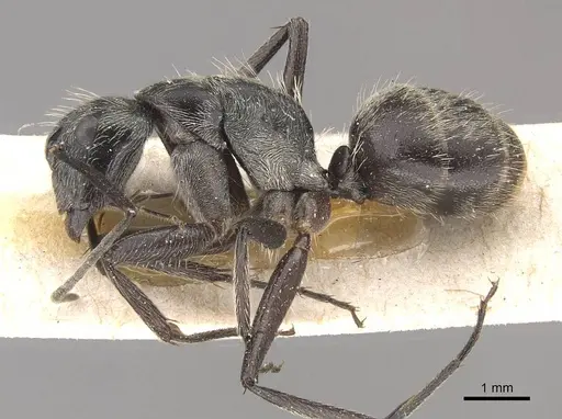 Camponotus conradti specimen CASENT0910566 image casent0910566_3