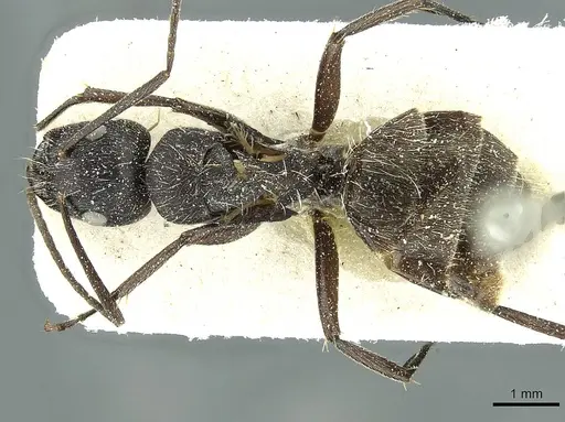 Camponotus conradti specimen CASENT0911655 image casent0911655_1