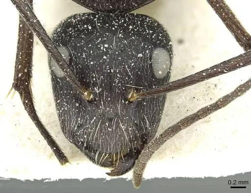 Camponotus conradti specimen CASENT0911655 image casent0911655_2
