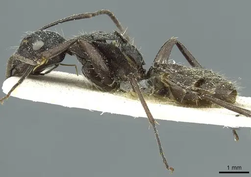 Camponotus conradti specimen CASENT0911655 image casent0911655_3