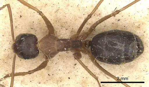Camponotus consanguineus specimen CASENT0901910 image casent0901910_1