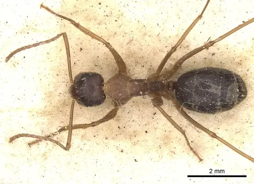 Camponotus consanguineus specimen CASENT0901910 image casent0901910_2