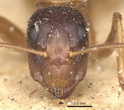 Camponotus consanguineus specimen CASENT0901910 image casent0901910_3
