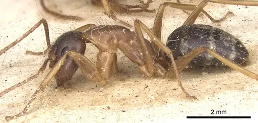 Camponotus consanguineus specimen CASENT0901910 image casent0901910_4