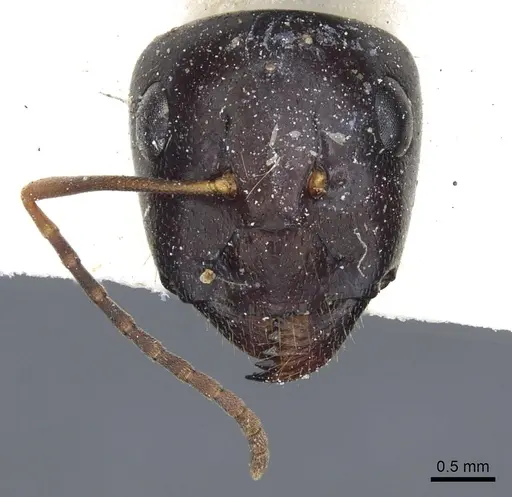 Camponotus consectator specimen CASENT0903537 image casent0903537_2