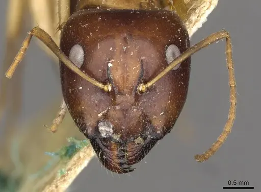 Camponotus consectator specimen CASENT0910292 image casent0910292_2