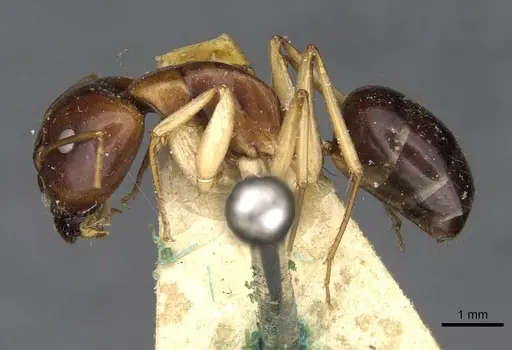 Camponotus consectator specimen CASENT0910292 image casent0910292_3