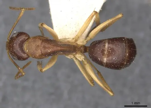 Camponotus consectator specimen CASENT0910293 image casent0910293_1