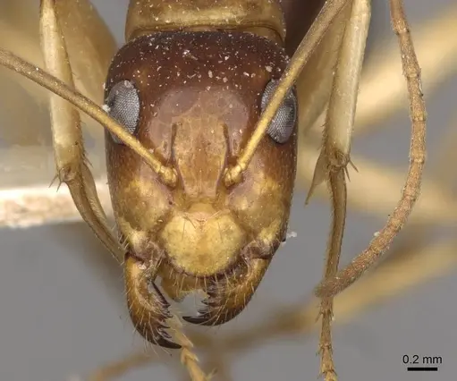 Camponotus consectator specimen CASENT0910293 image casent0910293_2