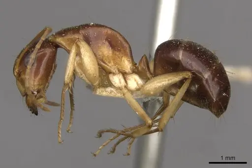 Camponotus consectator specimen CASENT0910293 image casent0910293_3