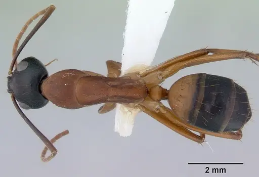 Camponotus consobrinus specimen CASENT0172136 image casent0172136_1