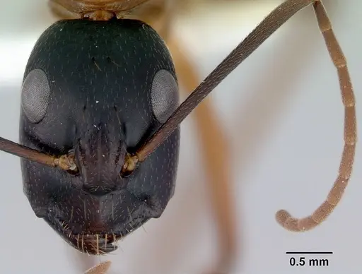 Camponotus consobrinus specimen CASENT0172136 image casent0172136_2