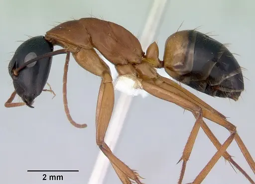 Camponotus consobrinus specimen CASENT0172136 image casent0172136_3