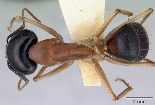 Camponotus consobrinus specimen CASENT0172137 image casent0172137_1