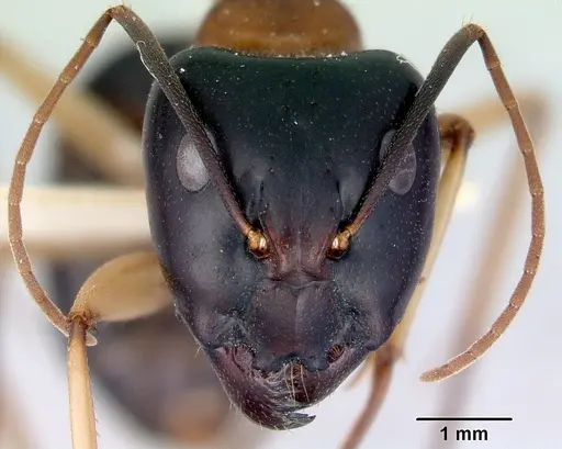 Camponotus consobrinus specimen CASENT0172137 image casent0172137_2