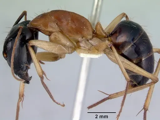 Camponotus consobrinus specimen CASENT0172137 image casent0172137_3
