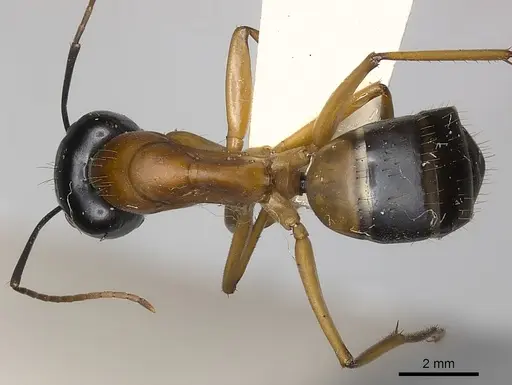 Camponotus consobrinus specimen CASENT0217633 image casent0217633_1